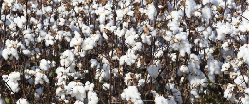 烏茲別克斯坦棉花產業自由化的目的何在？